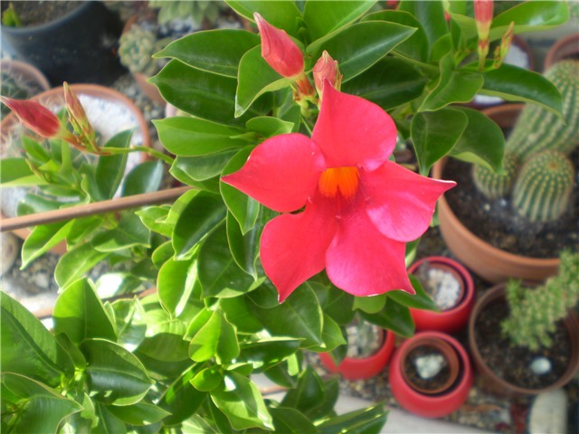 dipladenia